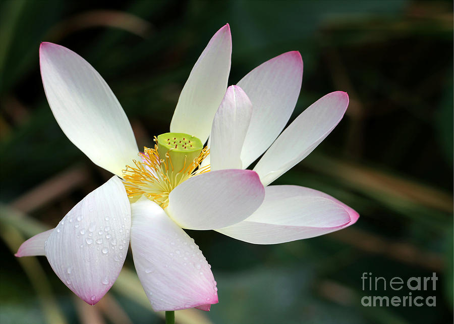 Beatutiful Wet Lotus Photograph by Sabrina L Ryan