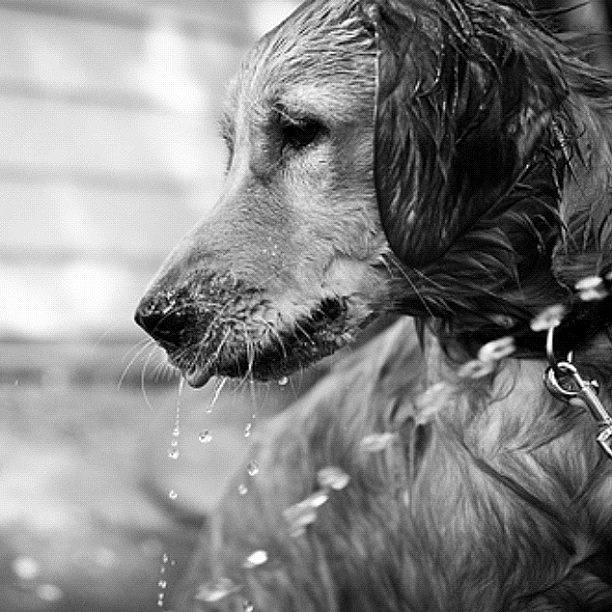 Dog Photograph - Beau & Bathtime by Victoria Haas
