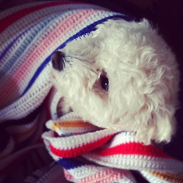 Beau Loves To Cuddle In The Blankets Photograph by Courtney Blackmon Beau Loves To Cuddle In The Blankets Photograph by Courtney Blackmon