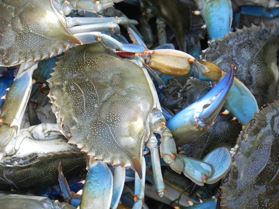 Beaufort Blue Crabs Photograph by Patricia Greer