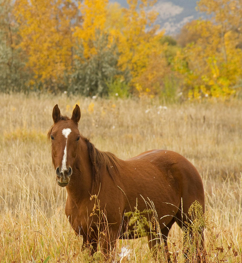 Beautiful Chestnut Horse Photograph by James BO Insogna
