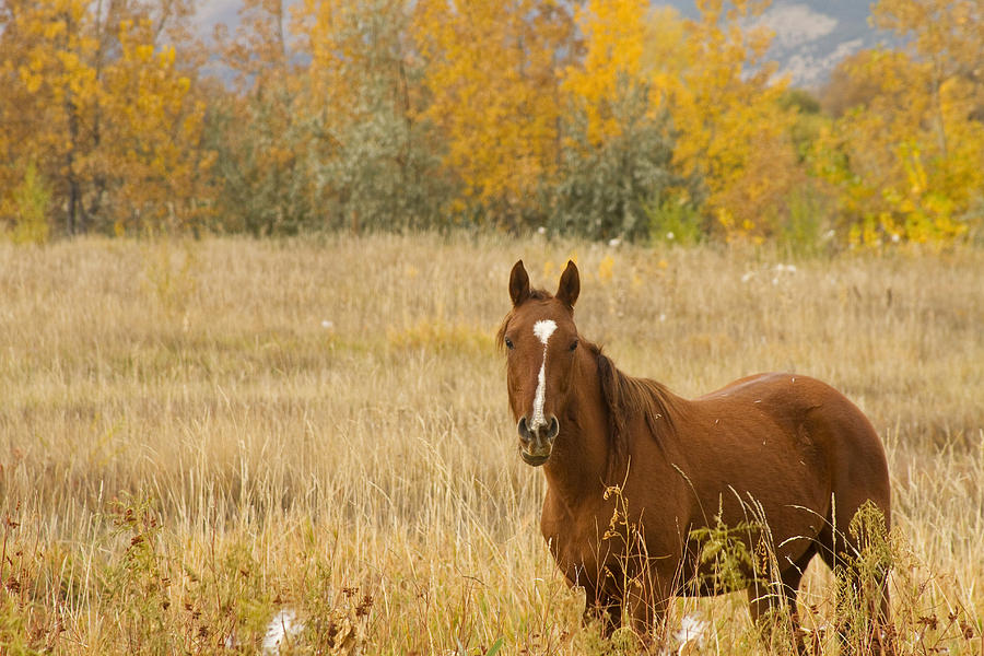 Beautiful Grazing Horse Photograph by James BO Insogna