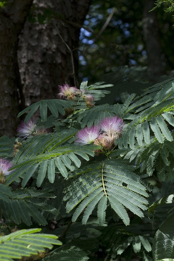 Beautiful Alabama Mimosa Silk Tree Photograph by Kathy Clark