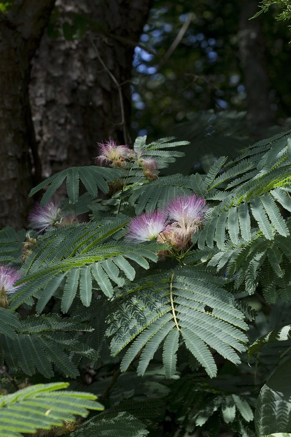 mimosa tree flower