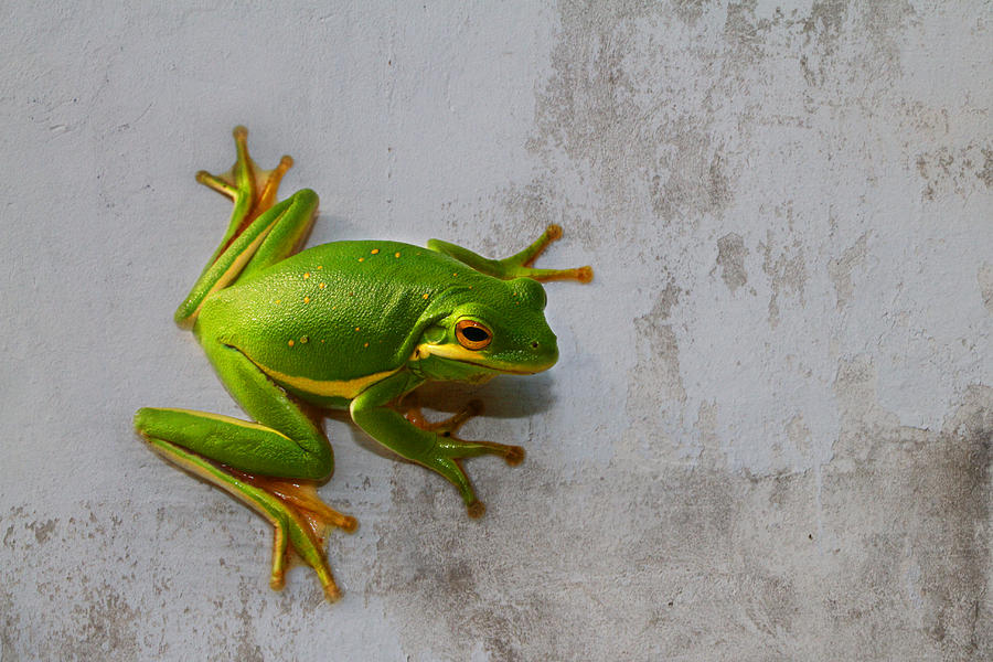Beautiful American Green Tree Frog on Grunge Background  Photograph by Kathy Clark