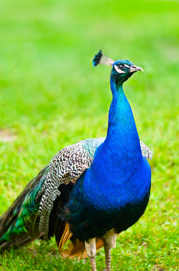 Beautiful and pride peacock on a lawn Photograph by U Schade