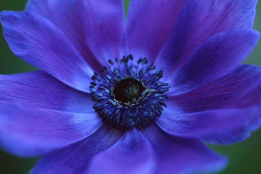 Flower Photograph - Beautiful Anemone by Kathy Yates