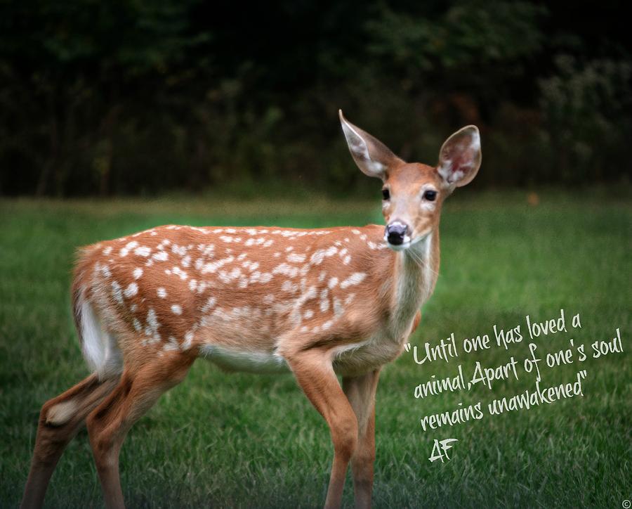 Beautiful Baby Doe Photograph by Peggy Franz