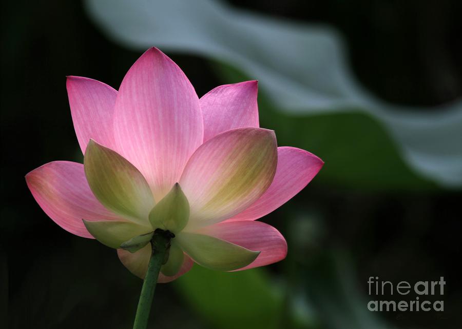 Beautiful Backlit Lotus Photograph by Sabrina L Ryan