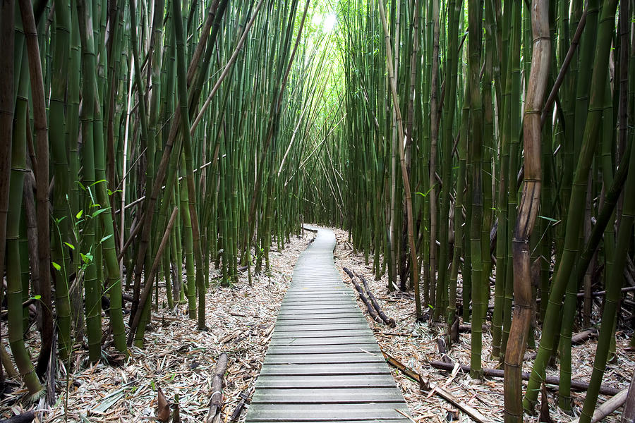 Jungle Photograph - Beautiful Bamboo Trail by Jenna Szerlag