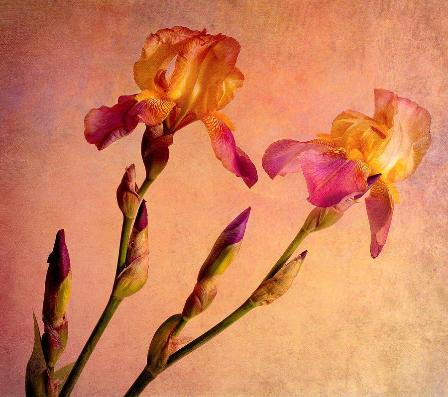 Beautiful Bearded Irises Photograph by Tim Reaves