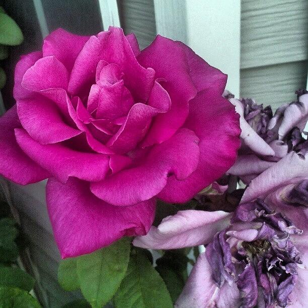 Rose Photograph - Beautiful! by Becca Watters
