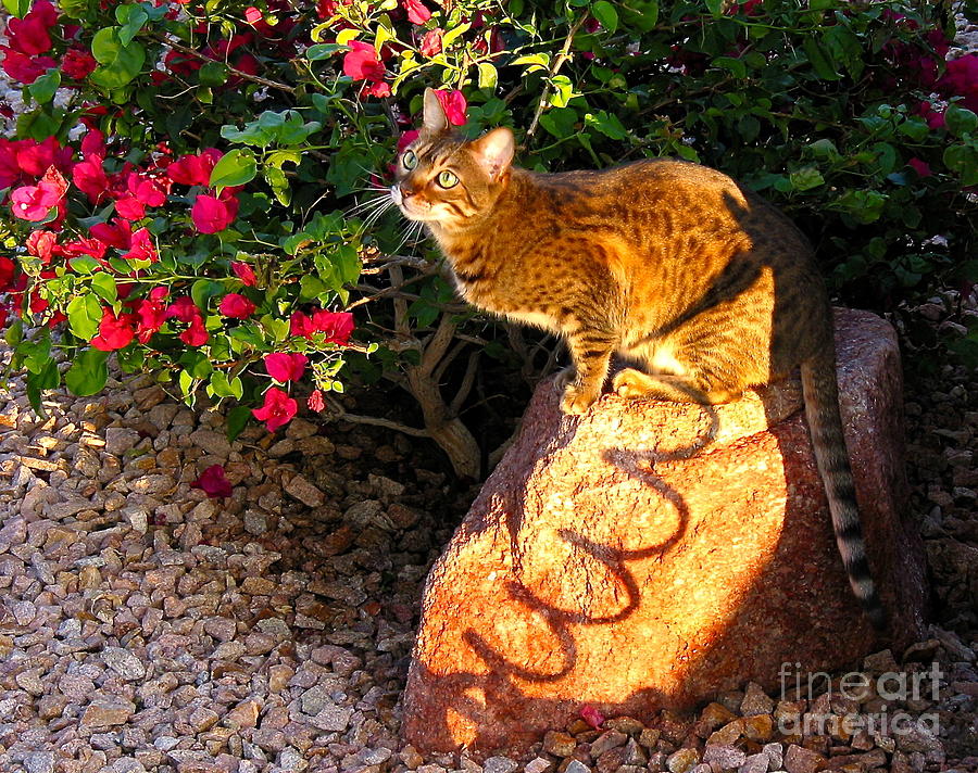 Beautiful Bengal Cat Ready To Spring Painting