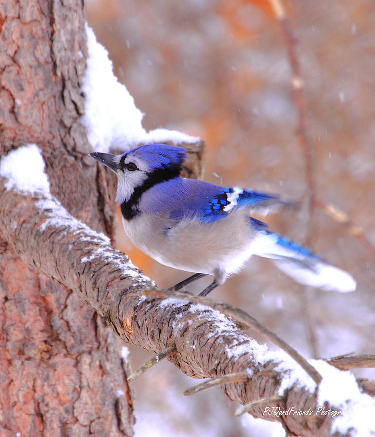 Beautiful Blue Jay in Snow Photograph by PJQandFriends Photography