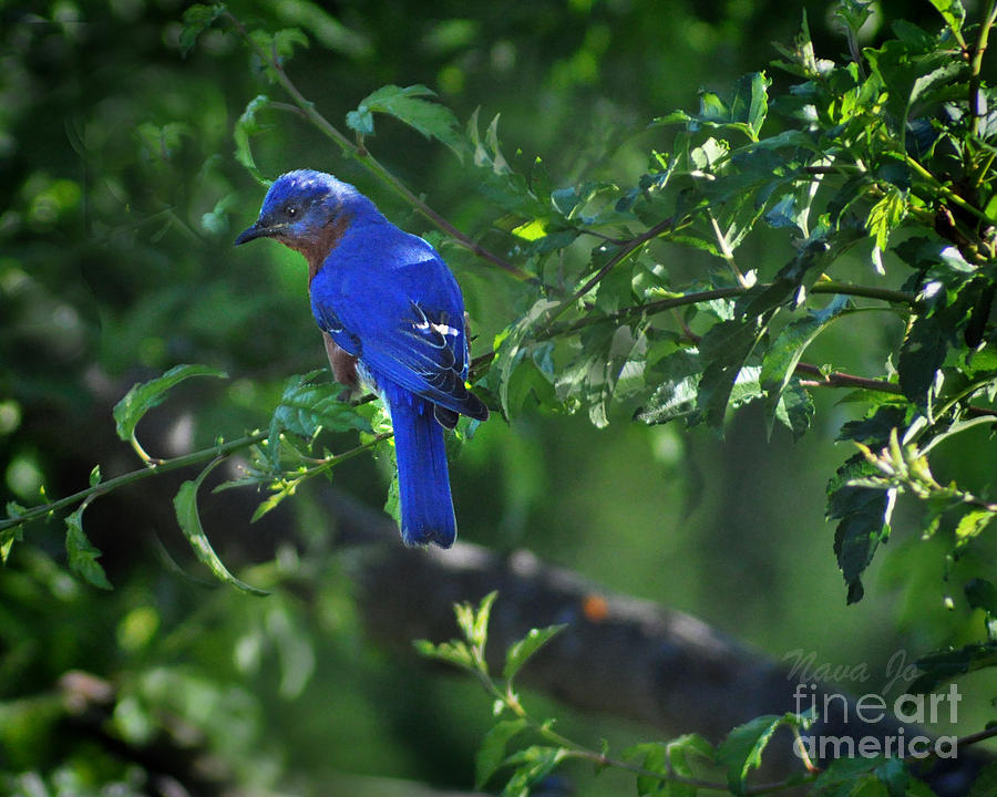 Beautiful Bluebird Photograph by Nava Thompson