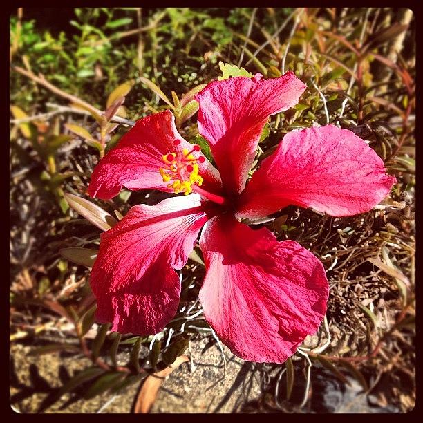 Flowers Still Life Photograph - Beautiful! #brisbane #beautiful #beauty by Ben Gardner