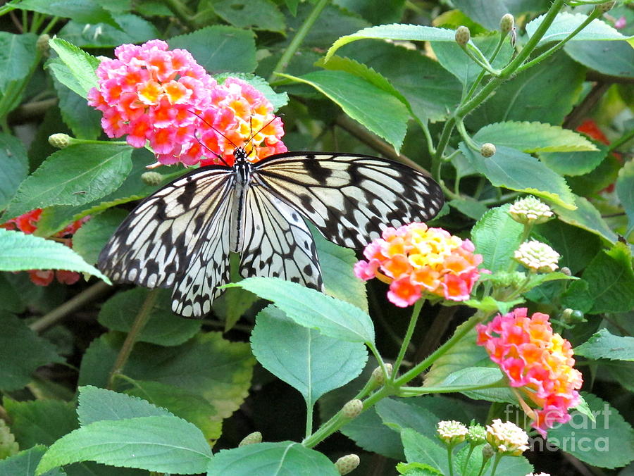 Butterfly Photograph - Beautiful Butterfly and Flowers by Phyllis Kaltenbach