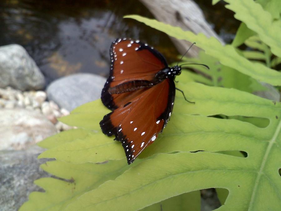 Beautiful Butterfly Photograph by Chad and Stacey Hall
