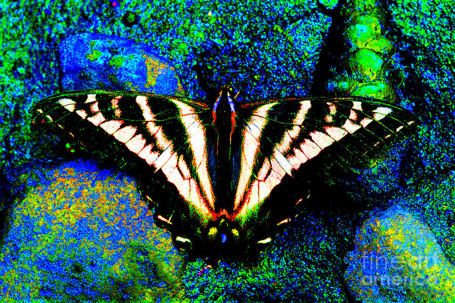 Butterfly Photograph - Beautiful Butterfly by Nick Gustafson