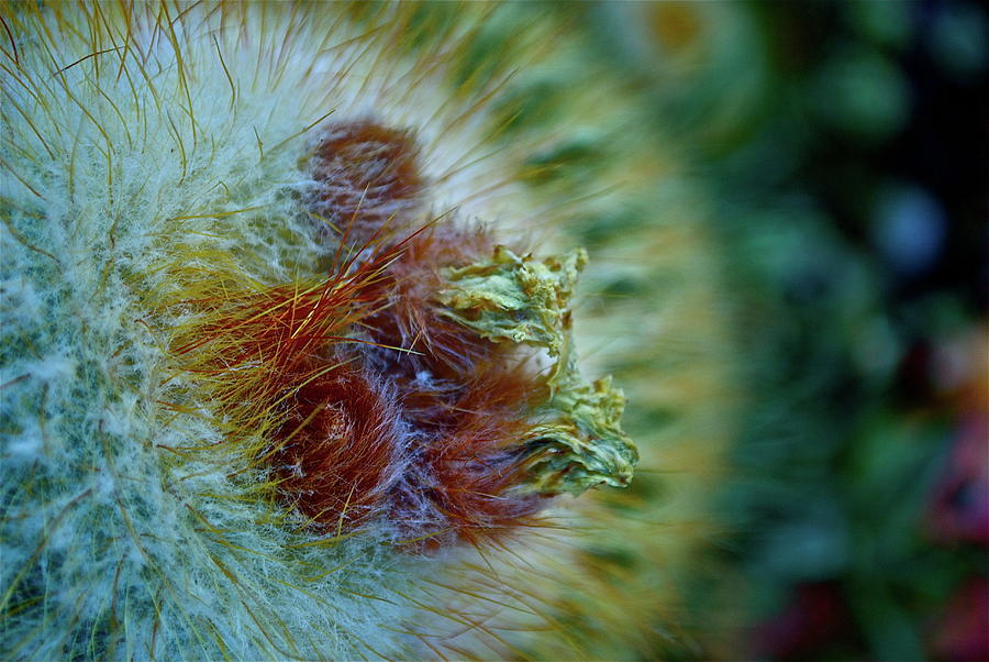 The Eye of the Cactus Photograph by Lori Leigh