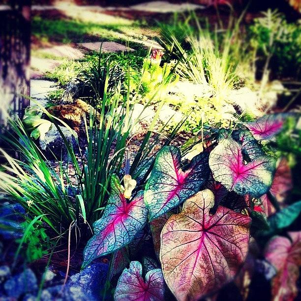 Nature Photograph - Beautiful Caladium Plant In The Garden by Michelle Huey