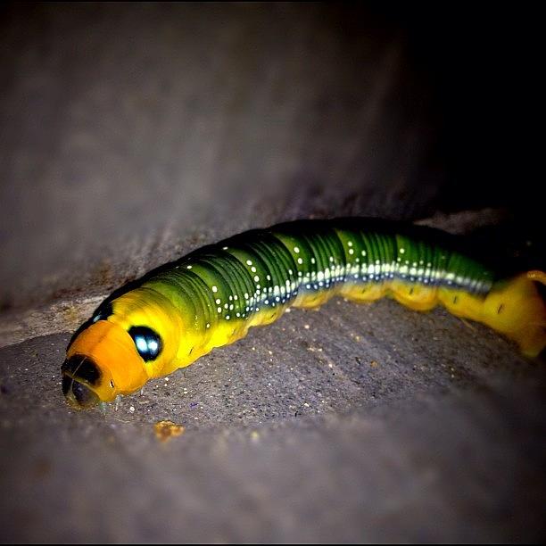 Summer Photograph - Beautiful Caterpillar! #beautiful by Justin Michael
