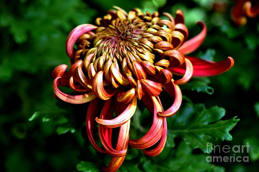 Beautiful Chrysanthemum Photograph by Elaine Manley
