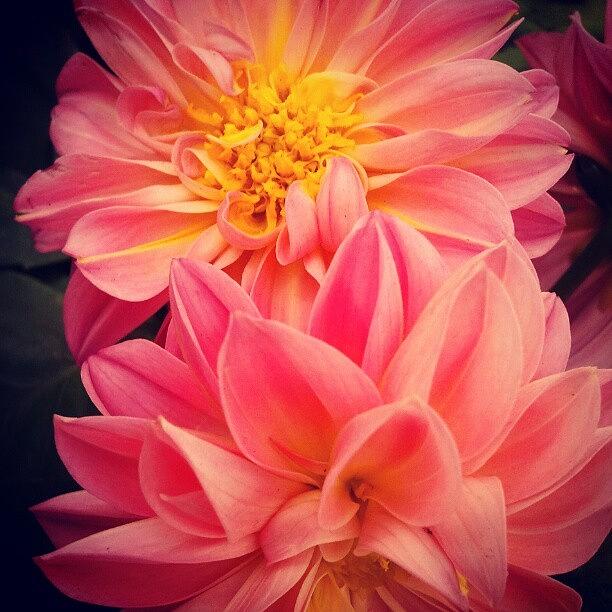Nature Photograph - #beautiful #closeup #floweroftheday by Carola @ Rotterdam Netherlands