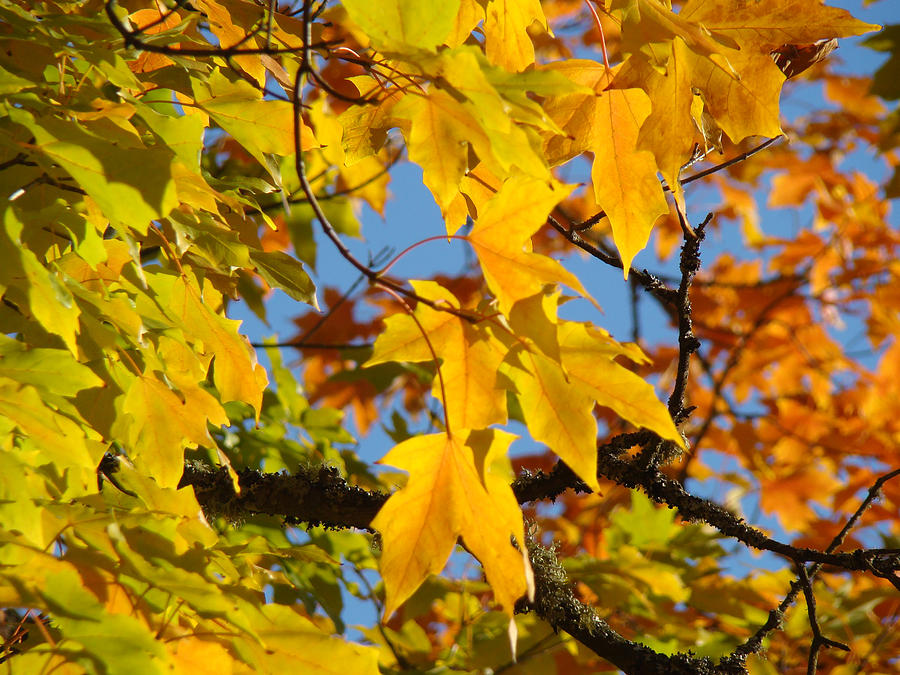 Fall Photograph - Beautiful Colorful Fall Tree Leaves art prints Autuman by Patti Baslee