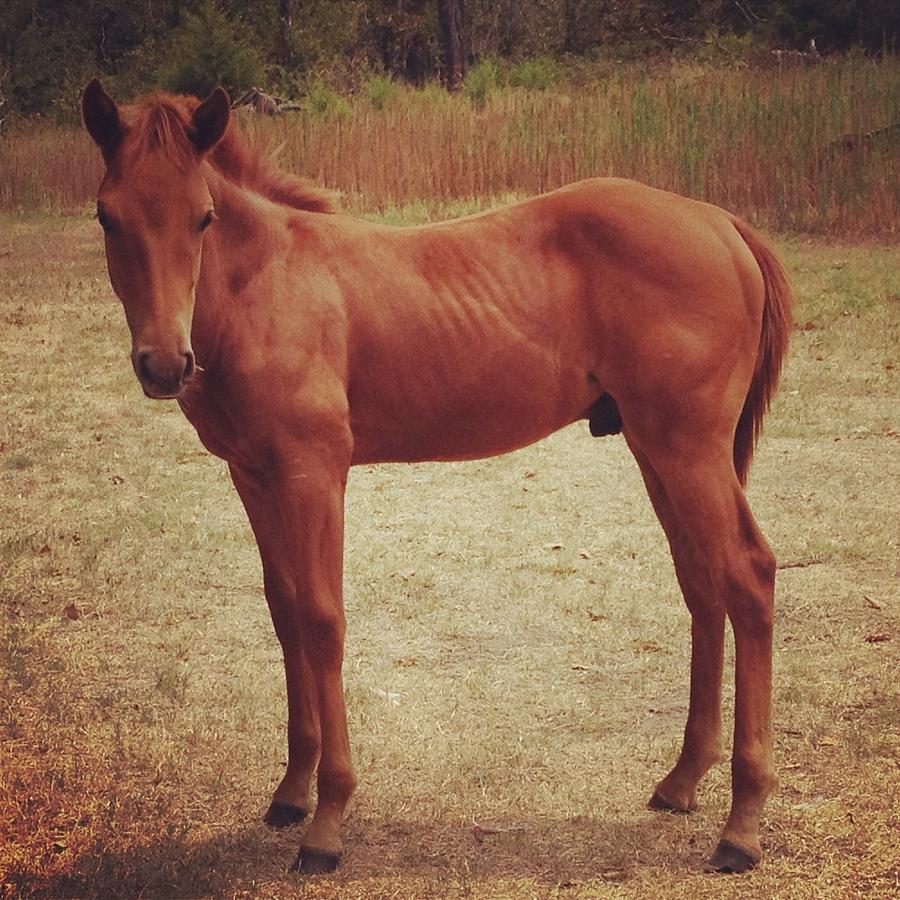 Beautiful Colt Photograph by Gabi Silkwood - Pixels