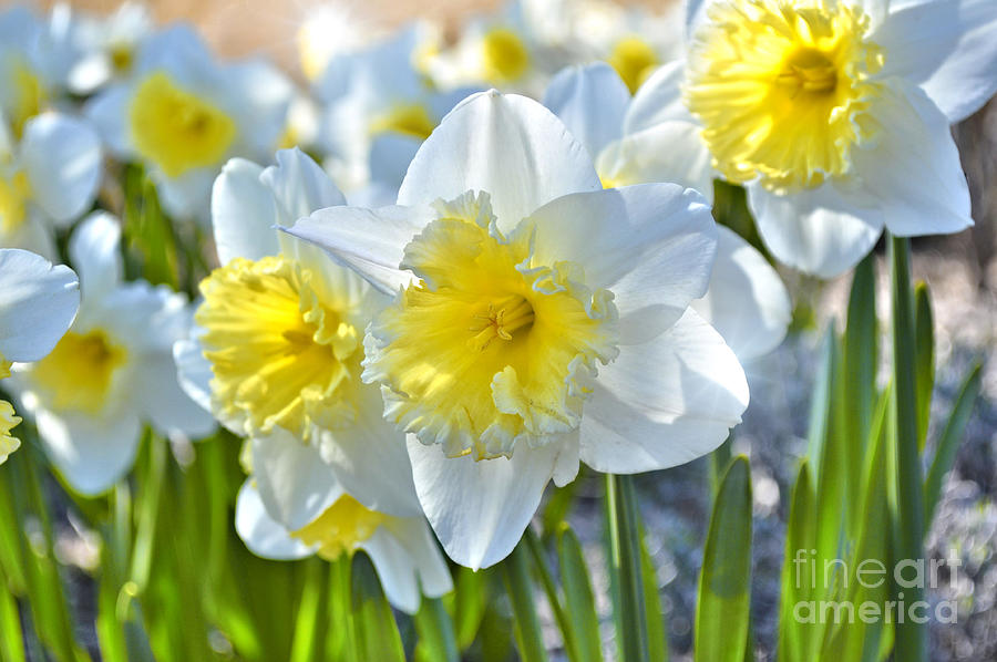 Beautiful Daffodils Photograph by Elaine Manley