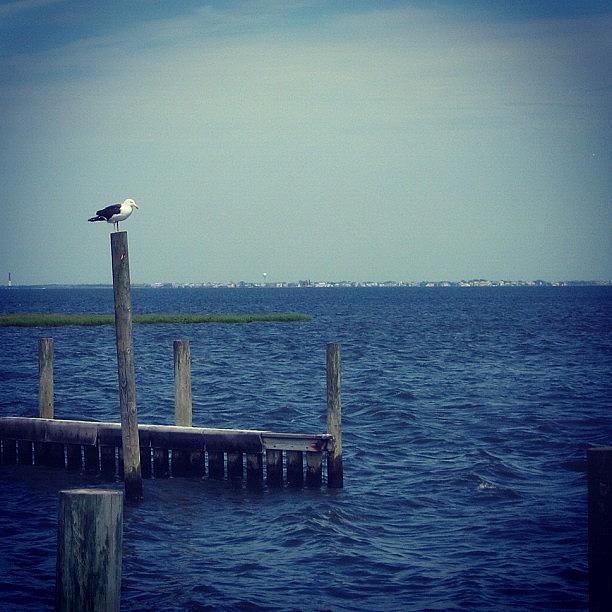 Seagull Photograph - Beautiful Day by Kayla Mitchell