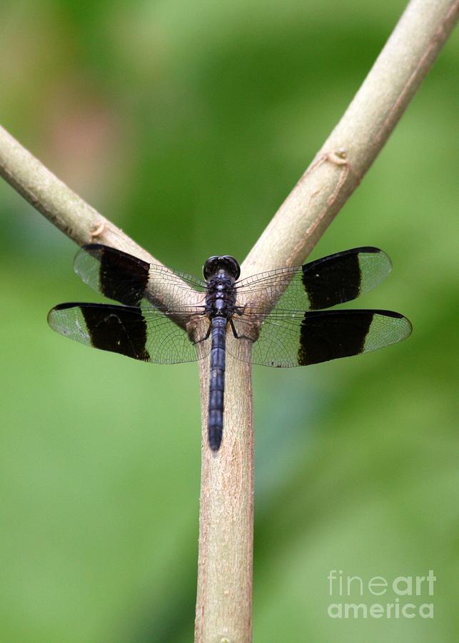 Beautiful Dragonfly Photograph by Sabrina L Ryan