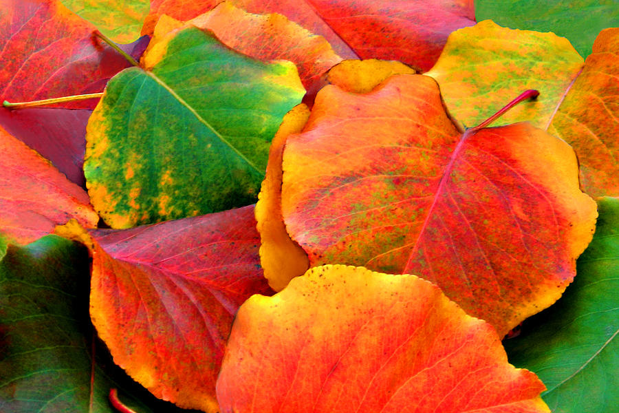 Beautiful Fall Leaves  Photograph by Sheila Kay McIntyre
