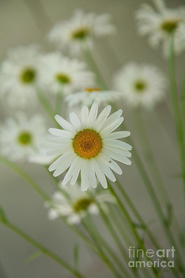 Daisy Photograph - Beautiful Flaw by Sue OConnor