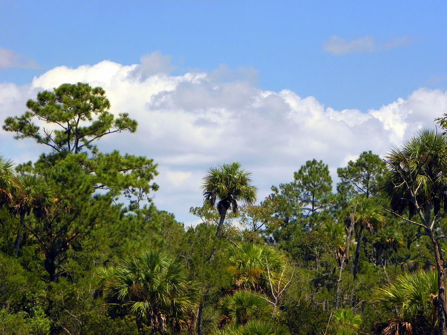 Beautiful Florida Skyline Photograph by Sheri McLeroy
