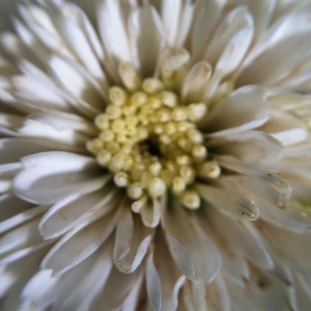 Beautiful Flower For All The Wonderful Photograph by Matt Deringer
