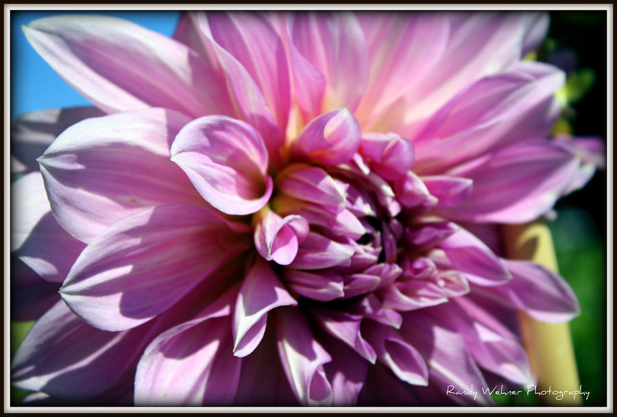Beautiful Flower Photograph by Randy Wehner