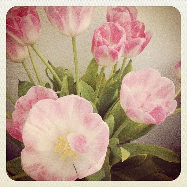 Tulip Photograph - #beautiful #flowers #flower #pink by Tarek Aly