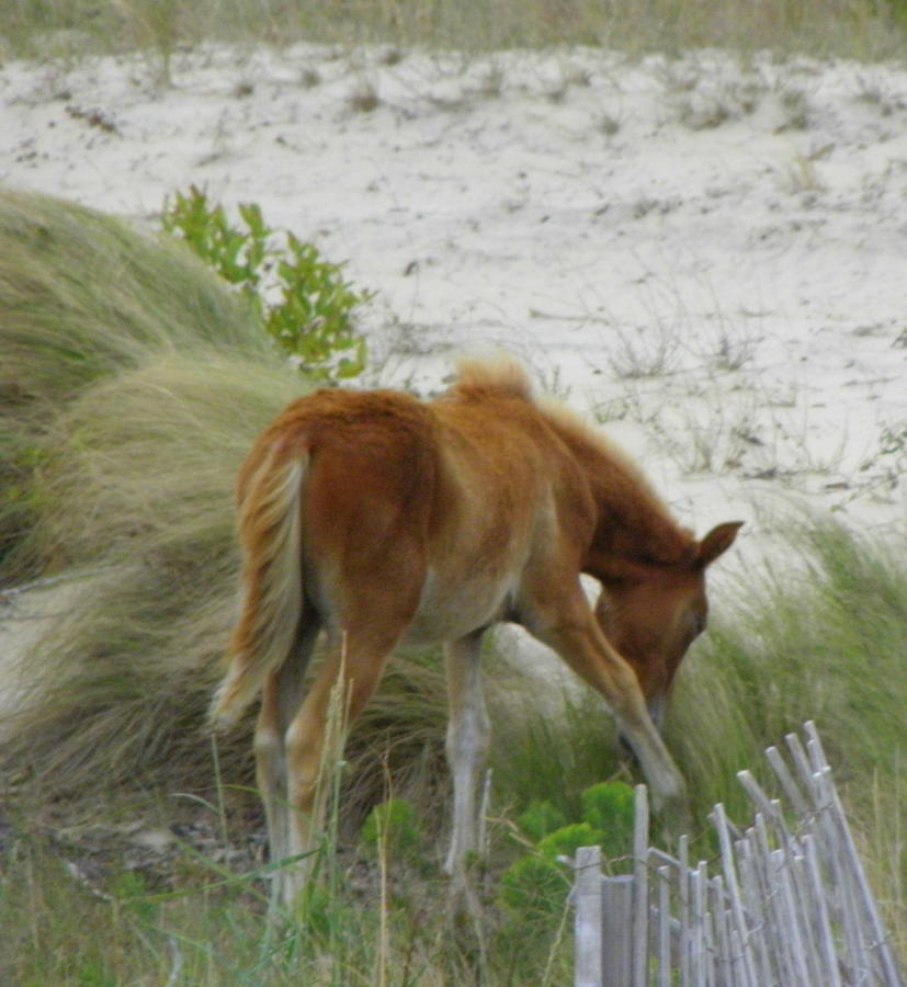 Beautiful foal enjoying the windy day in the outer banks Photograph by Kim Galluzzo