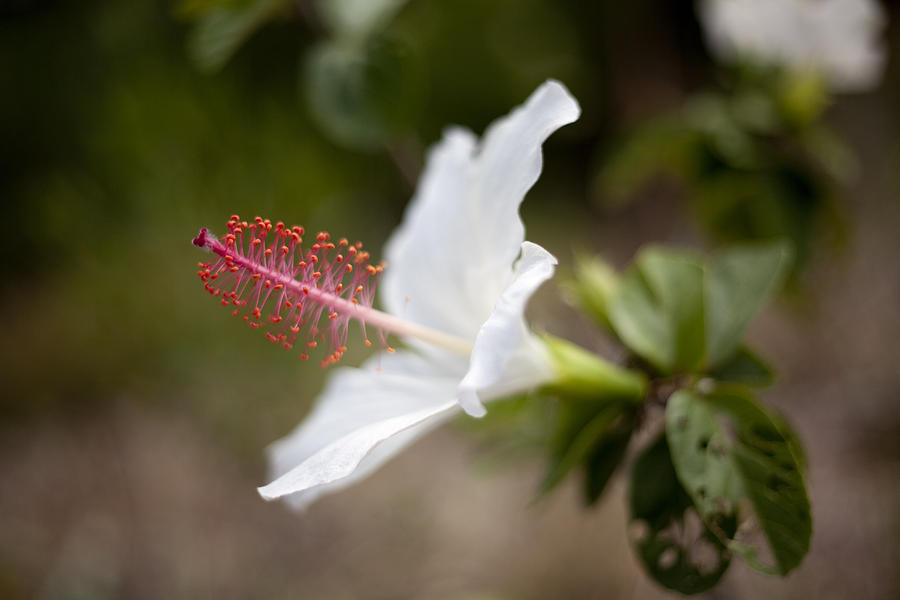 Beautiful Hibiscus Flower Photograph by Jenna Szerlag