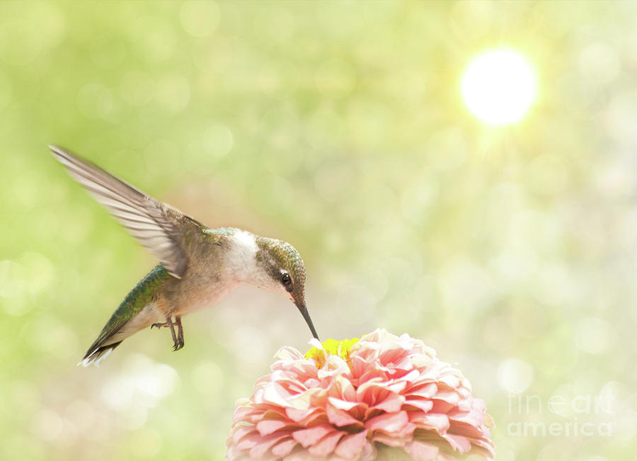 Beautiful Hummingbird Photograph by Sari ONeal
