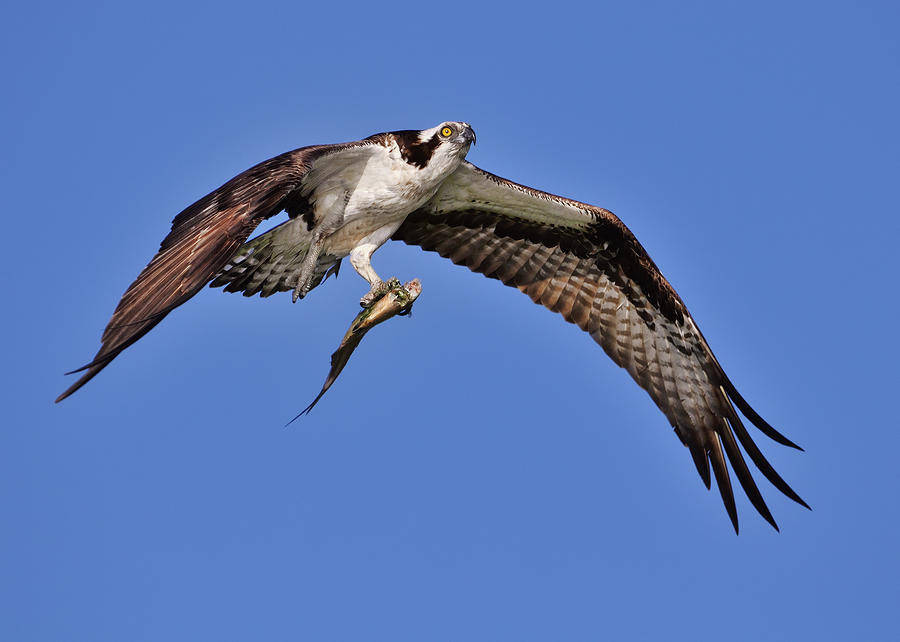 Beautiful in flight Photograph by Bill Dodsworth - Fine Art America