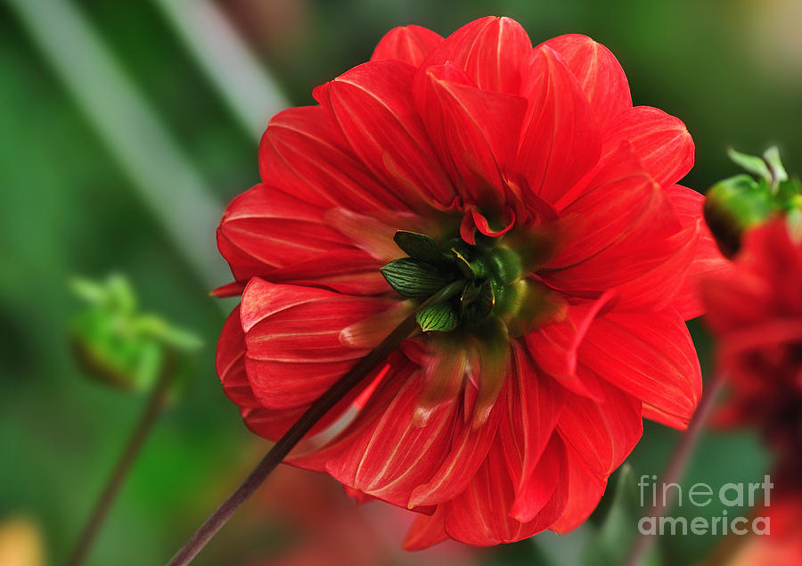 Beautiful in Red - Dahlia Photograph by Kaye Menner