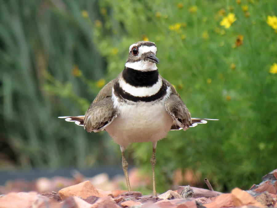 Beautiful Killdeer Photograph by Ryan Cummings - Fine Art America