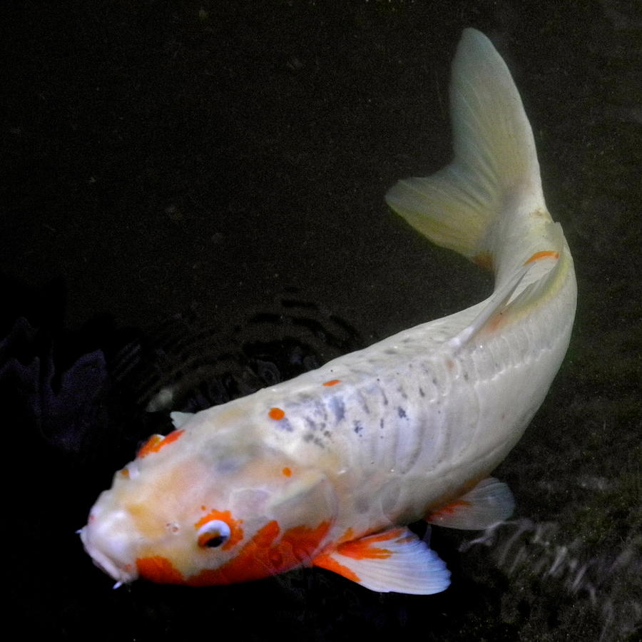 Beautiful Koi Fish Photograph by Kirsten Giving