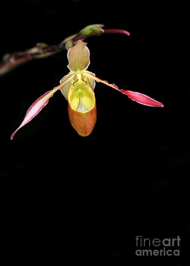 Beautiful Lady Slipper Orchid Photograph by Sabrina L Ryan