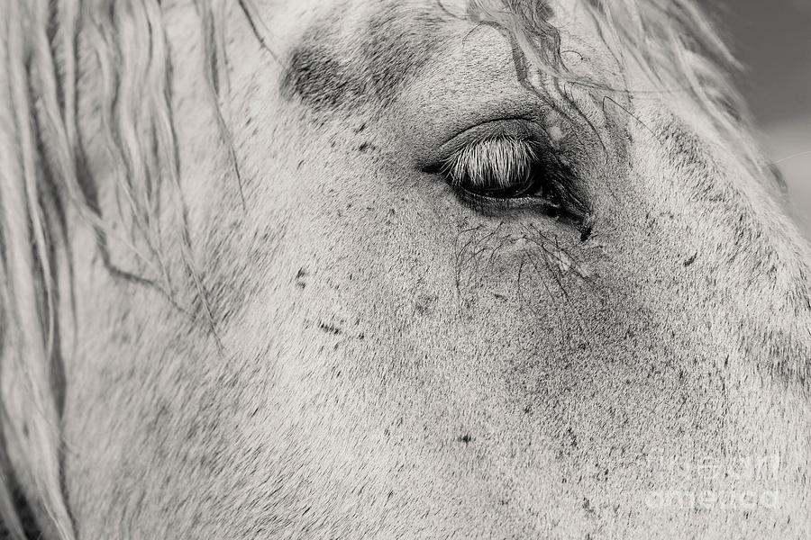 Beautiful Lashes Photograph by Barbara Schultheis