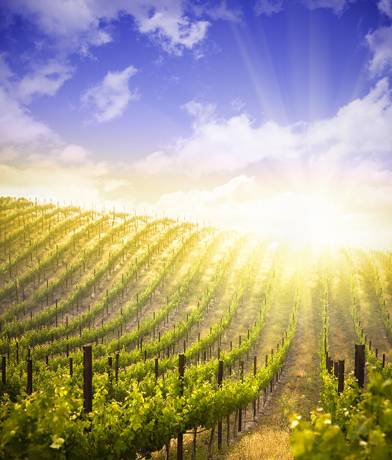 Beautiful Lush Grape Vineyard and Dramatic Sky Photograph by Andy Dean ...