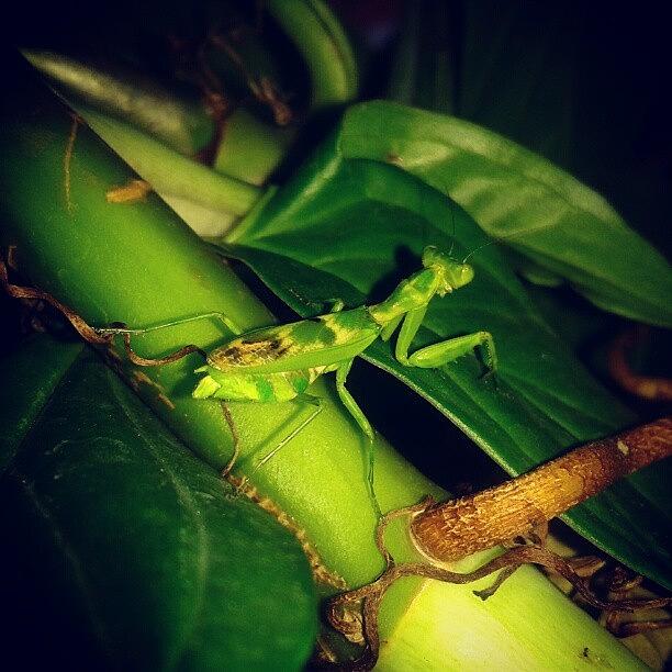 Nature Photograph - #beautiful #macro #nature #mantis by Jimmy Rock